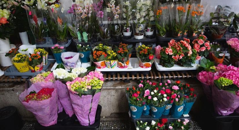 Ezek a leginkább szárazságtűrő virágok, mutatjuk a listát