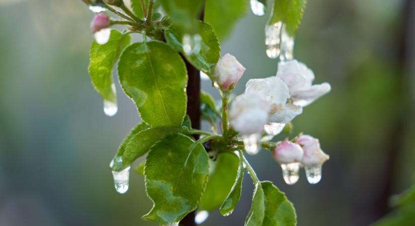 Elmenekült a tavasz a fagy és a szél elől