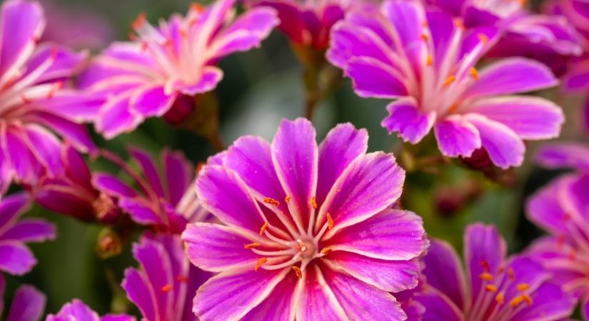 Meseszép, egész nyáron virágzik és végtelenül igénytelen! Ez a virág kell neked!