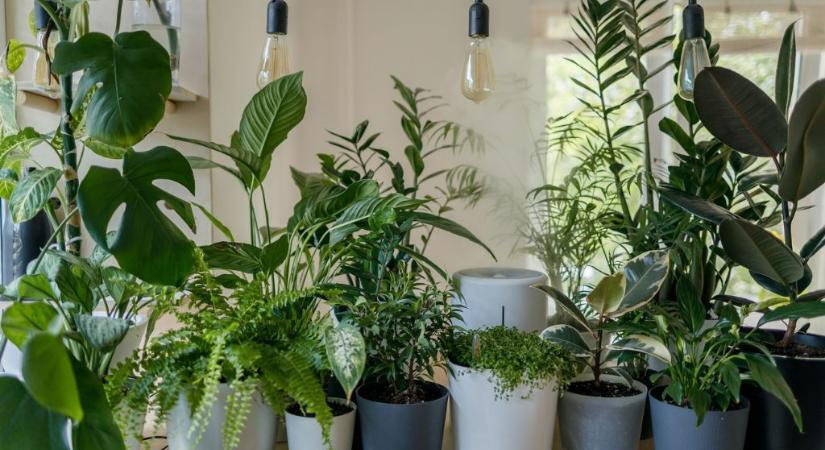 Rákkeltő anyagokat is szűrhet: ez a szupernövény 30-szor hatékonyabban tisztítja a levegőt, mint a többi