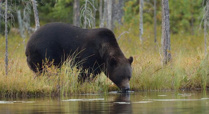 Medvét láttak Borsodban, nem hiszed el, mit csinált épp! (videó)