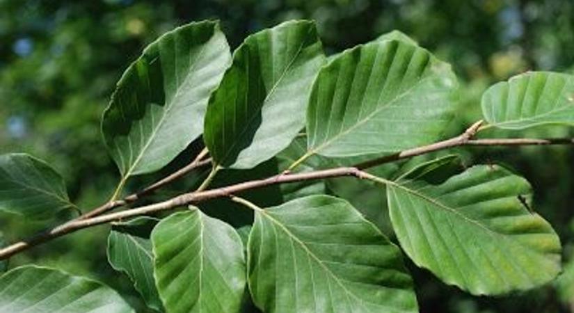 Feketeöves kvíz az igazi faismerőknek - Te tudod az összes választ?