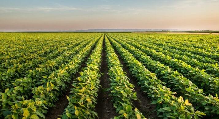 Borsóra és lencsére fogadnak az amerikai gazdák – Nő a kereslet a fehérjedús ételekre