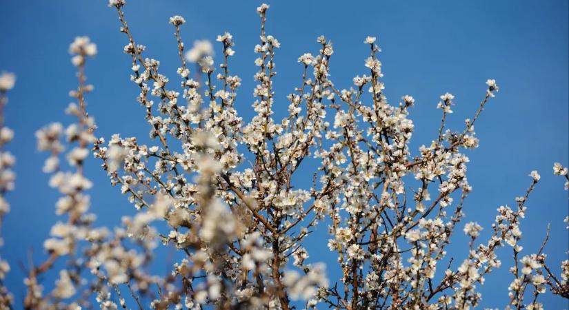 Fagyos hajnalok és kisebb záporok is jönnek a napokban, de a hosszú hétvégére visszatér a napos idő