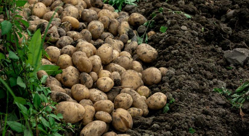 Visszaszorulóban a pityókatermesztés Hargita megyében