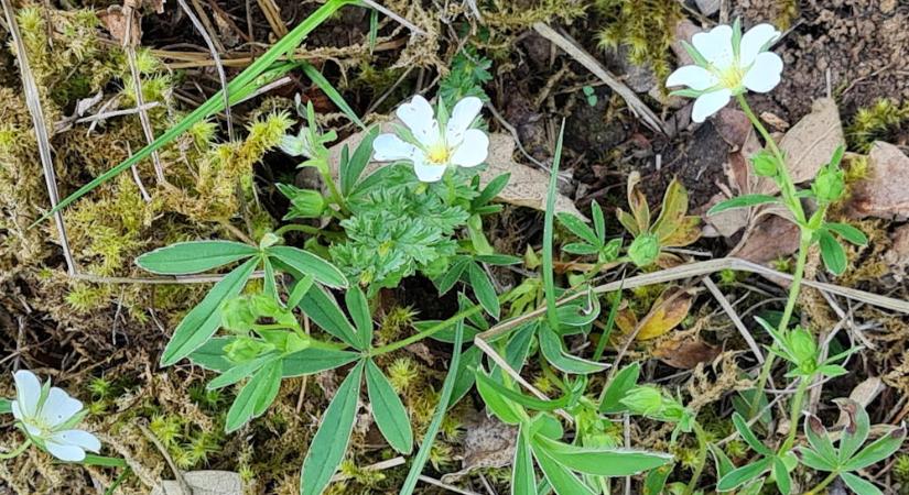 Fehér pimpó: a gyógyhatású ritkaság