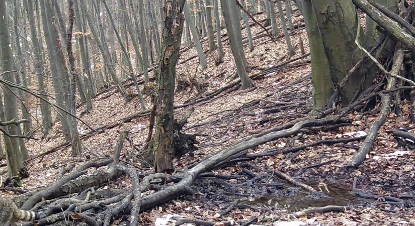 GPS-jeladó árulta el a lopakodás nagymesterének titkát Bükkben