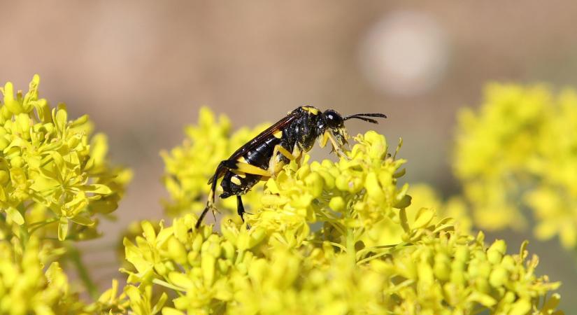 Ismét támogatást nyújt a NAK előrejelző rendszere