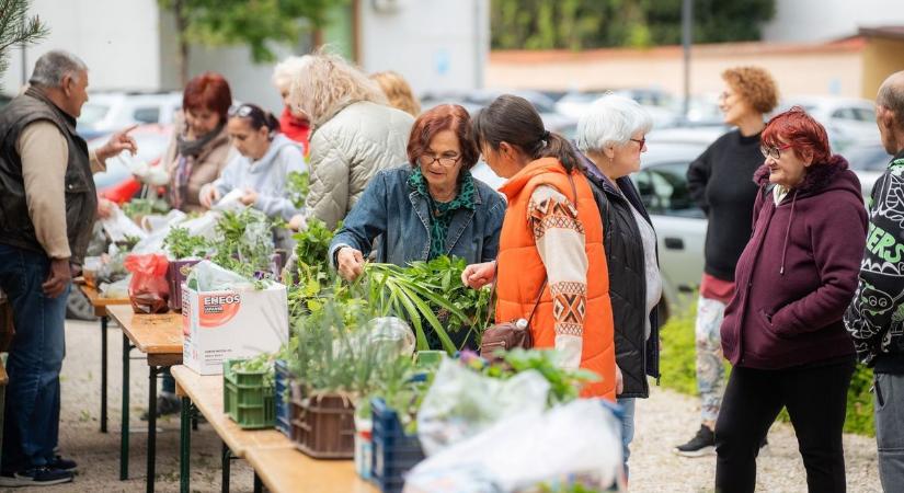 Kincsek a kertből: Közösségi összefogás a Kaszinókertben