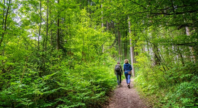 Vadászkullancsra figyelmeztet a szakember – halálos betegséget is terjeszt