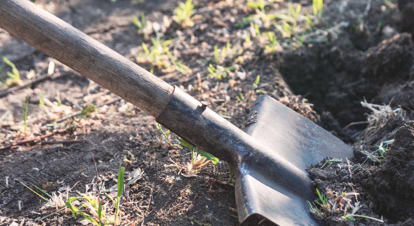 Durva természetkárosítás: 200 ezer forint értékű védett növényt ástak ki és loptak el Cegléden