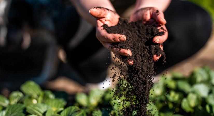 Hogyan segíthetnek a baktériumok csökkenteni a műtrágyafüggőséget?
