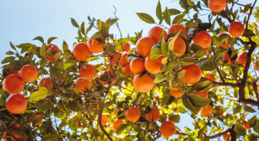 Neked is csak minden második évben terem a kajszibarackod? Eláruljuk, miért