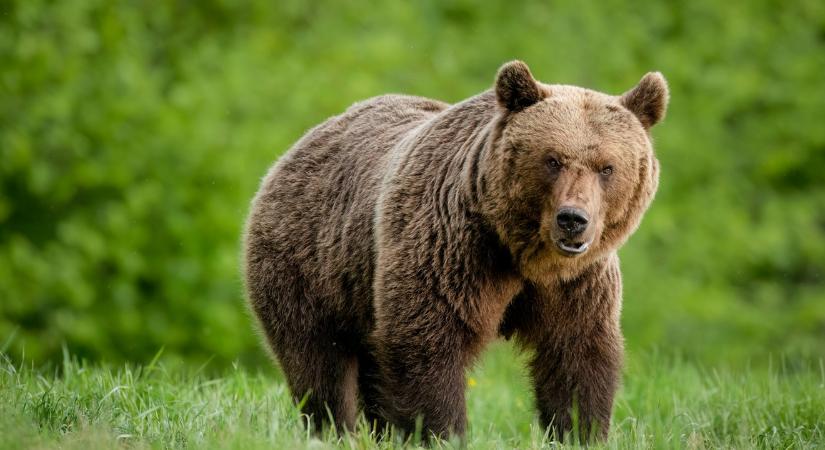 Friss! Medvét láttak ezen a magyar településen: mindenki figyeljen - itt a videó