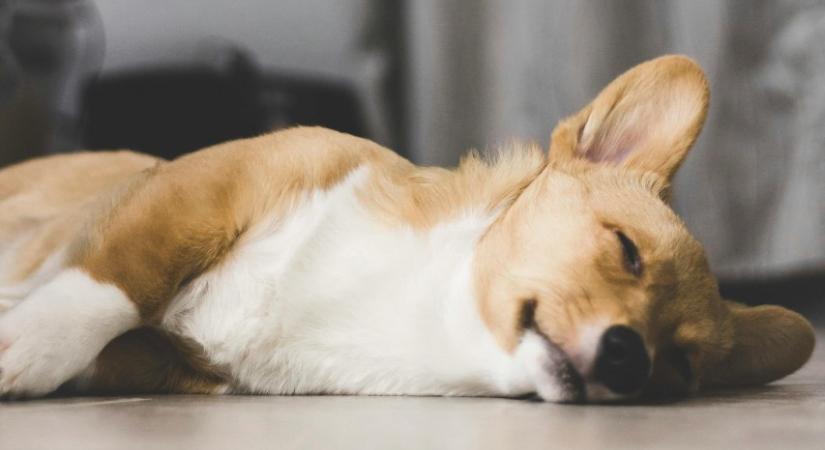 Brutális kutyagyilkosság Abonyban: villanyoszlopnak csapkodta és meg is taposta az állatot a férfi