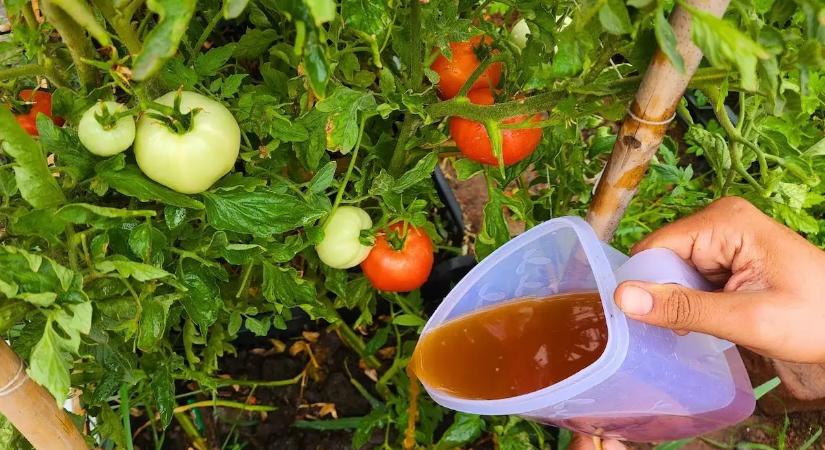 Toronymagasan a legjobb trágya a paradicsomnak – mégsem használják a magyarok