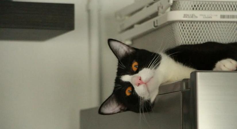 Megtalálja 30 másodperc alatt? Csak a legélesebb szeműek szúrják ki a macskát a képen