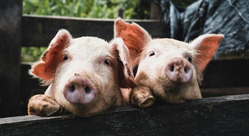 Rekordot döntött a brazil sertéshús: kiszorítják az európai árut a világpiacról?