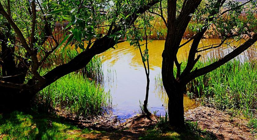 Elillant a könnyű köd, ilyen volt a kis-balatoni reggel (galéria)