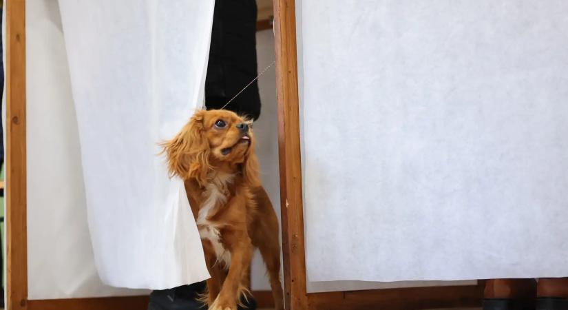 A kampánypénzek ötödét sem gyűjtötte még össze a Kutyapárt