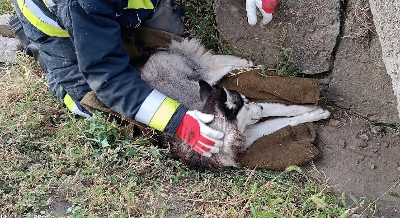 Állatkínzás Abonyban: villanyoszlophoz csapkodta a kutyát egy férfi, mert az állat ellopta az egyik csirkéjét