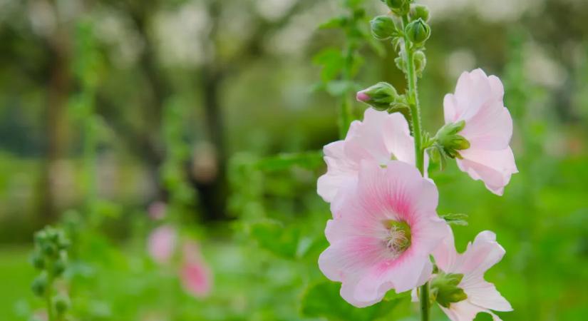 Ismerjük meg a papsajtot: sokan gaznak nézik, pedig igazi kincs lehet