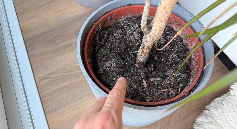 Ha ezt látod a növény földjén, azonnal lépj – komoly baj lehet, a földet most kell lecserélned
