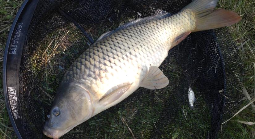 Fontos horgászati változások a Tisza Horgászegyesület vizein