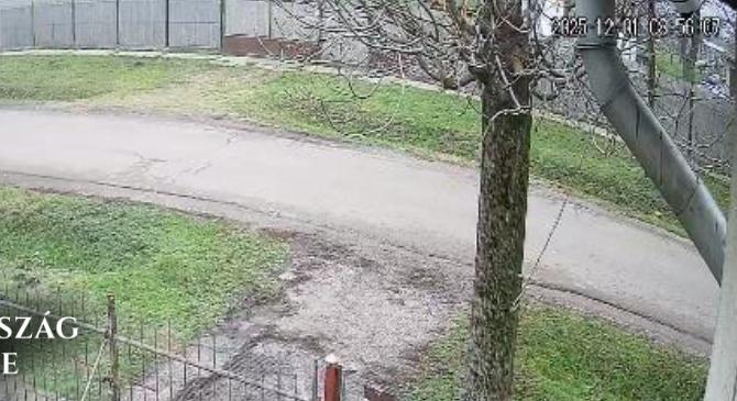 Megfogta a csirkével játszó kutya hátsó lábait, és addig verte a villanyoszlophoz, amíg az el nem pusztult