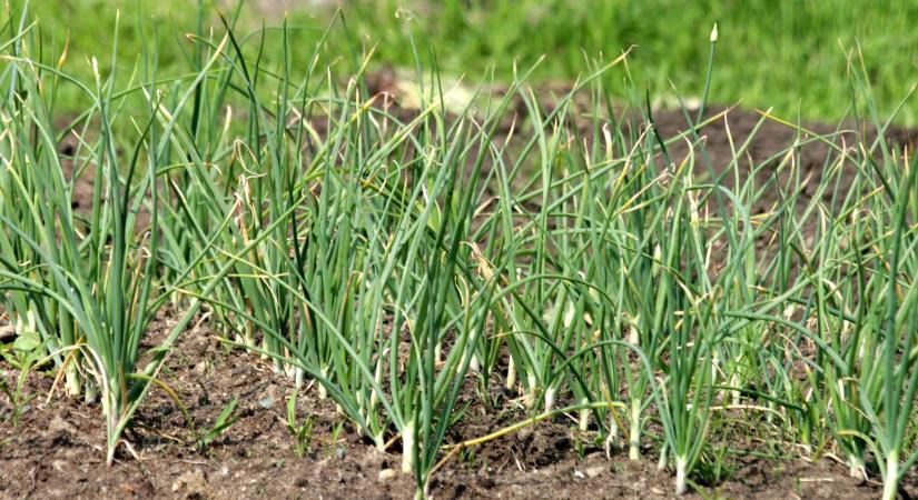 Komoly lehetőséget kapnak a Csongrád-Csanád Vármegyei termelők