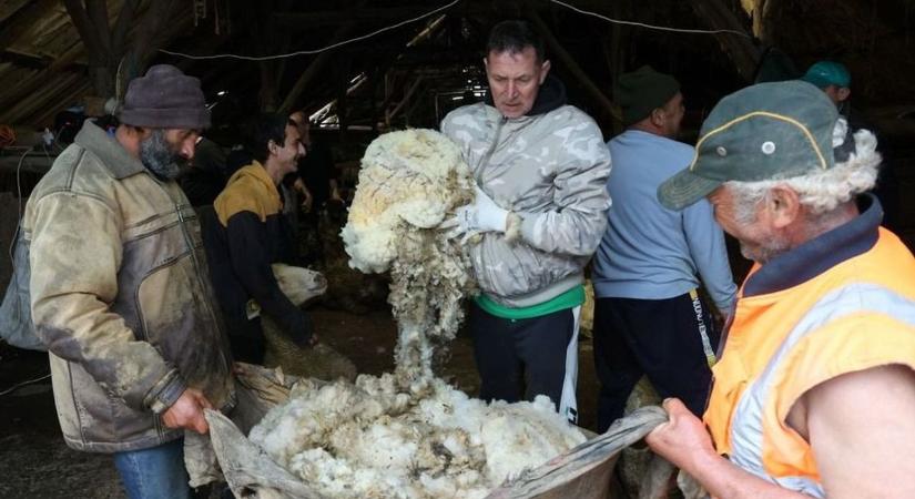 Két állat ugyanazzal a kabáttal: mindkettő gyapjú, mégis teljesen más sors vár rá