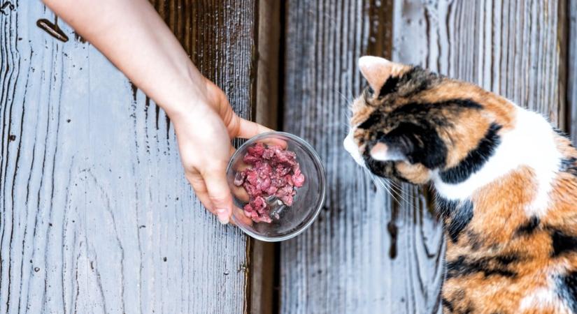 Tények és tévhitek a BARF-ról – dietetikust kérdeztünk a cicák nyers táplálásáról