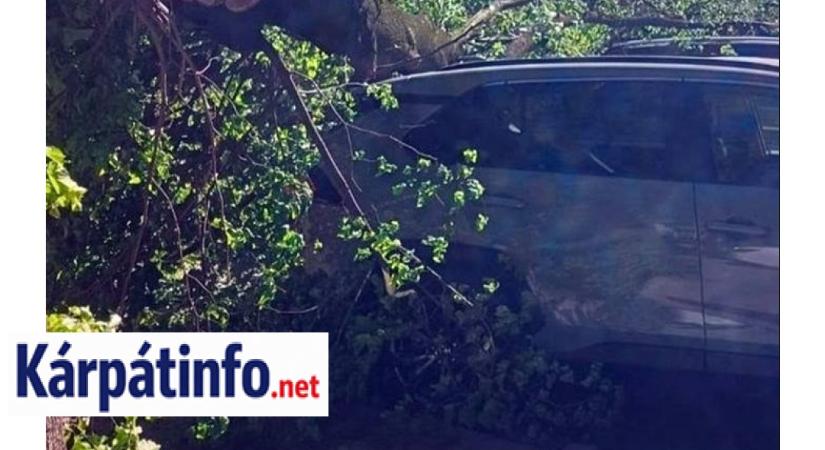 Fa dőlt egy férfira Kárpátalján – tragédia az erős szél miatt
