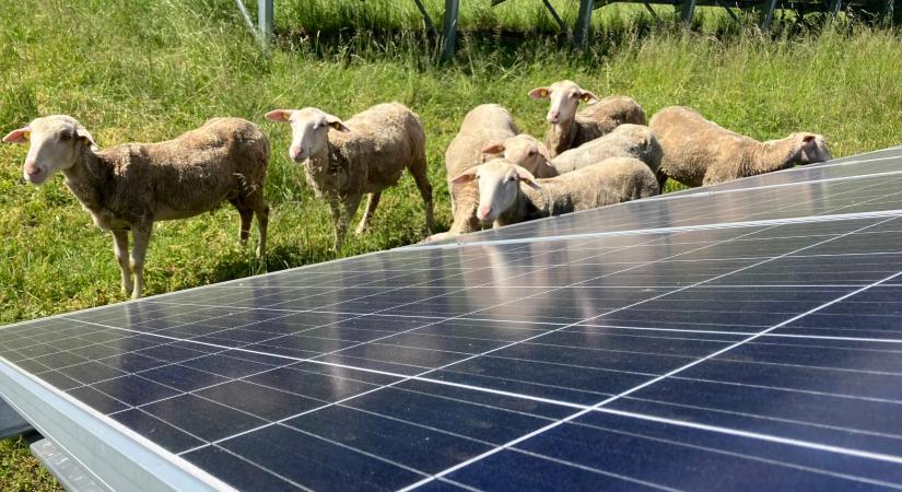 Környezetvédelmi akciókkal zöldít az E.ON