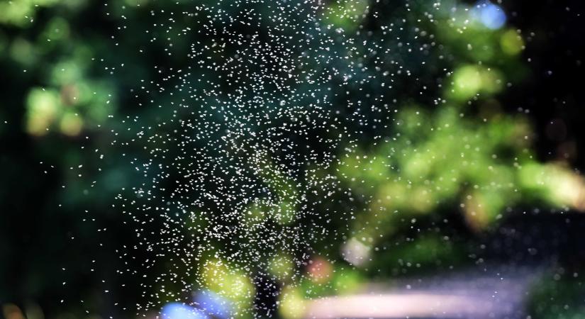 Már látszik, lesz-e árvaszúnyog-invázió a nyáron