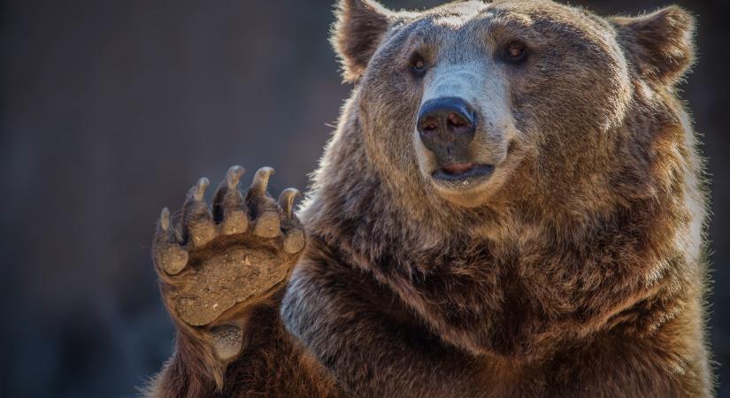 Ismét medve mászkál Magyarországon: itt látták legutóbb