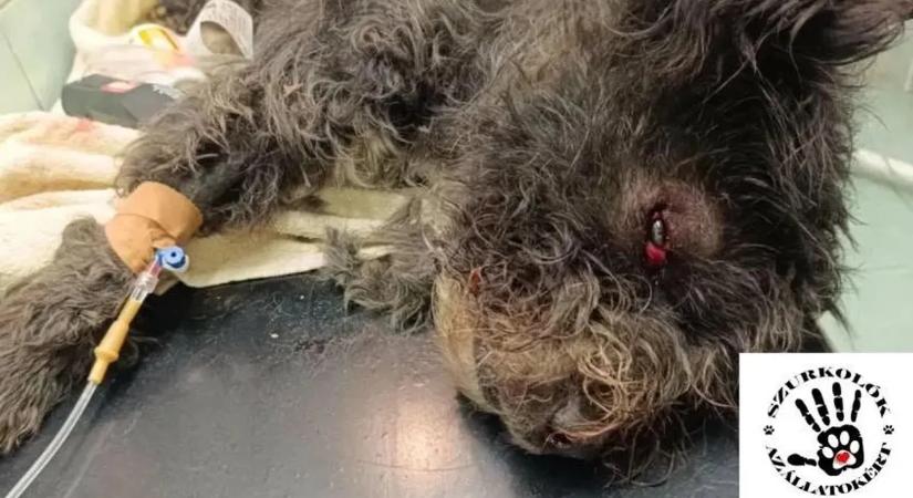 Bíróság elé áll a férfi, aki a csirkéje miatt vert halálra egy kutyát