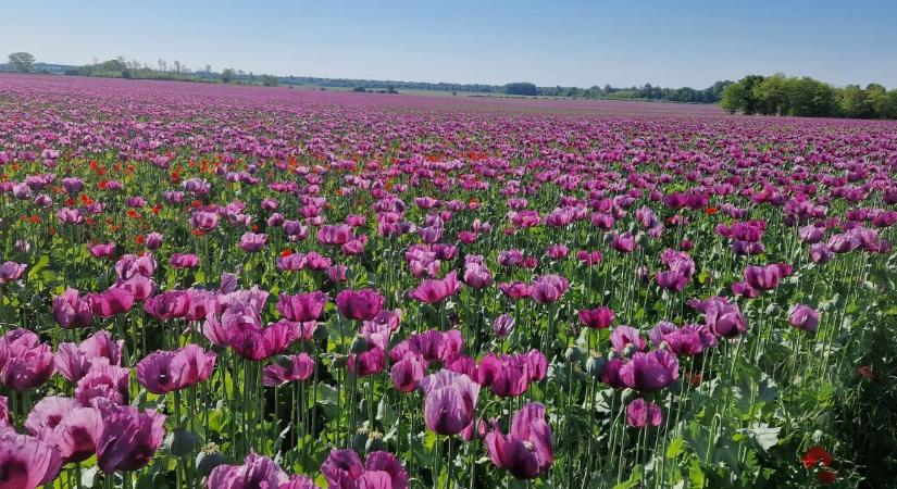 Tavaszi munkák a földeken – Yara termékekkel a sikeres, minőségi termesztésért