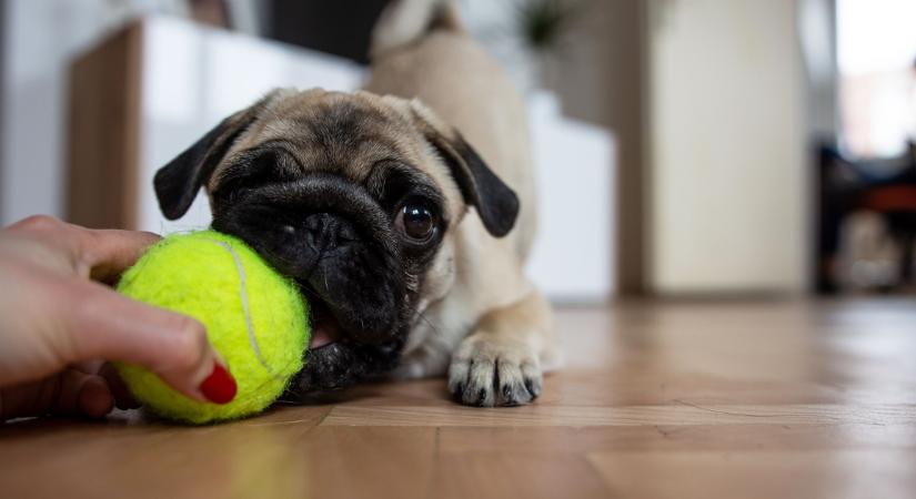 A sárga veszedelem: ha a kutyád lelkes teniszlabda-rajongó, rossz hírem van számodra