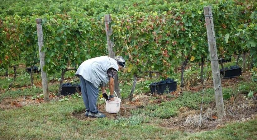 Fű a szőlősorok között: váratlan felfedezés, amit még a borászok sem láttak jönni