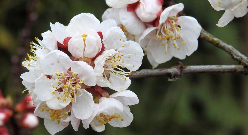 Még nem múlt el a fagyveszély a gyümölcsösökben