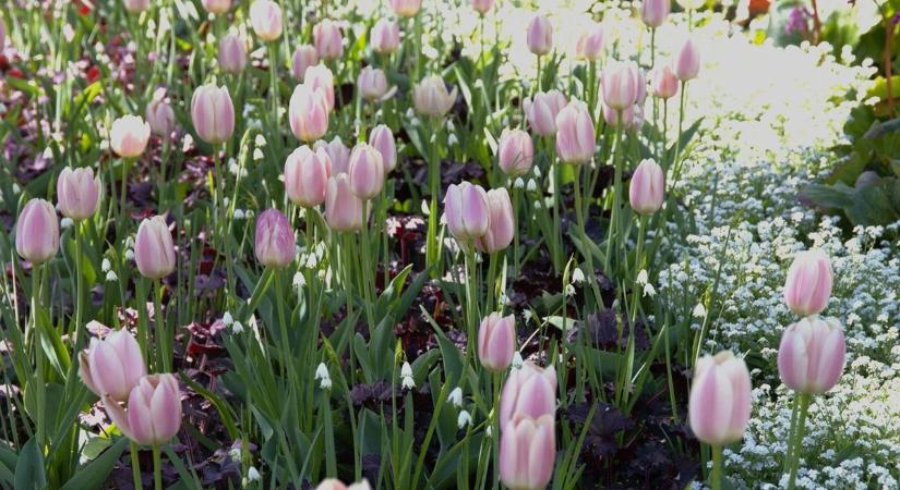 Virágba borul a Dugonics tér, Szeged egyik legkedvesebb találkozóhelye