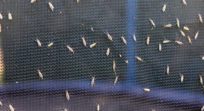 Idén talán megússzuk a szörnyű balatoni inváziót, de azért nem mindenütt