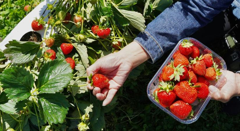 Olaszország üzbég vendégmunkásokkal enyhítené a munkaerőhiányt