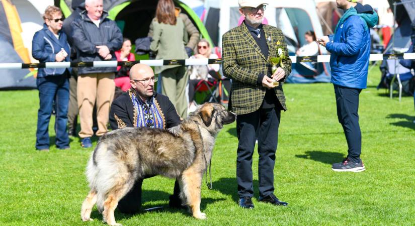 Ünnepi kutyakiállítás volt Szatmárnémetiben – 11 ország 800 ebe versenyzett