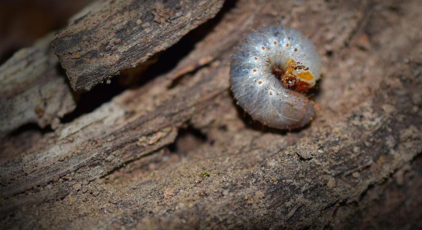 A kártevők már dolgoznak, nekünk sem szabad restnek lennünk