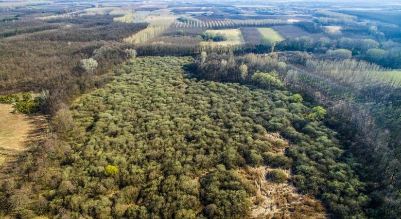 Mekkora erre az esély? Torz agancsú bakot ejtettek el Szabolcsban, fotókon a különleges állat