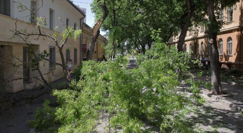 Katasztrófa Székesfehérvárnál: ágak szakadtak le, autók sem úszták meg