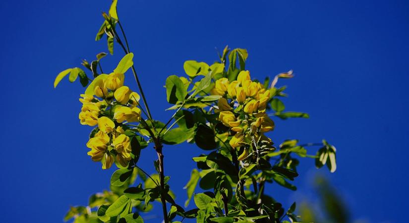 Aranyba borult a táj (galéria)