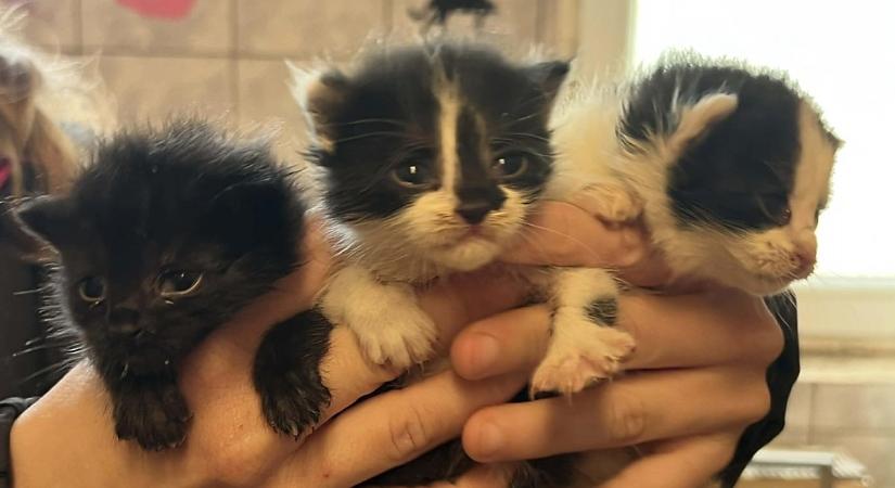 Dobozban dobták ki a kiscicákat Debrecenben